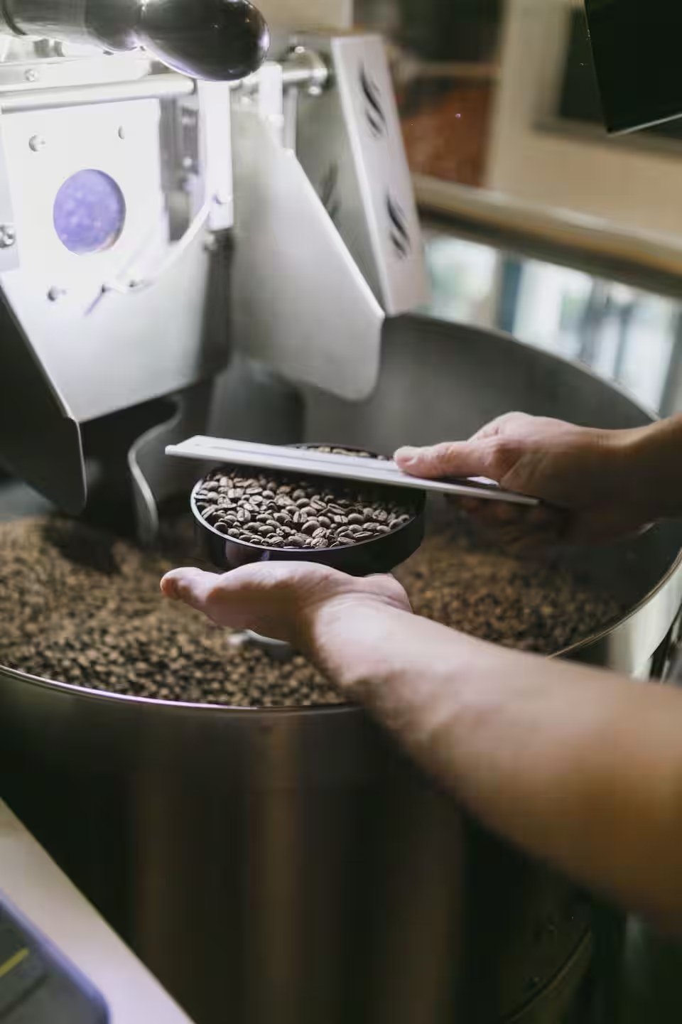 Control de una muestra de café recién tostado en la tostadora