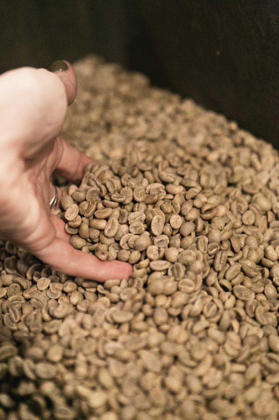 Granos de café verde seleccionados a mano en la planta